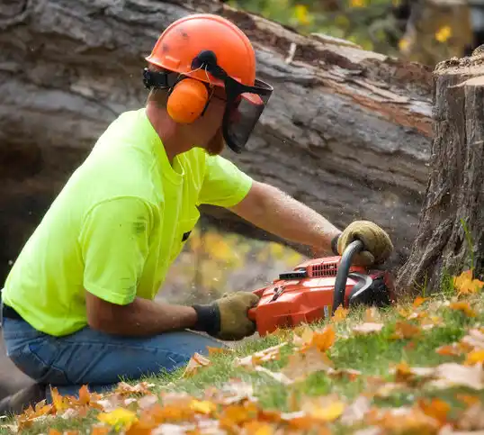 tree services Binghamton